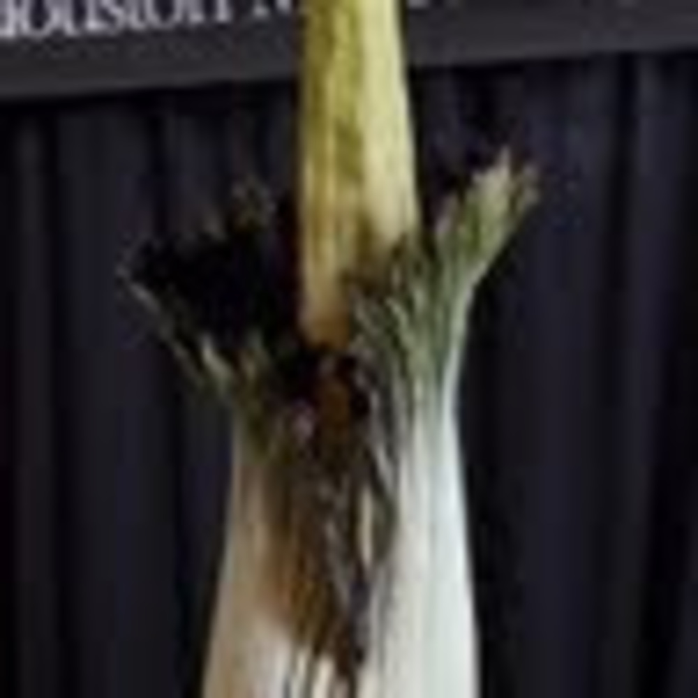 Meet your Posher, Lana